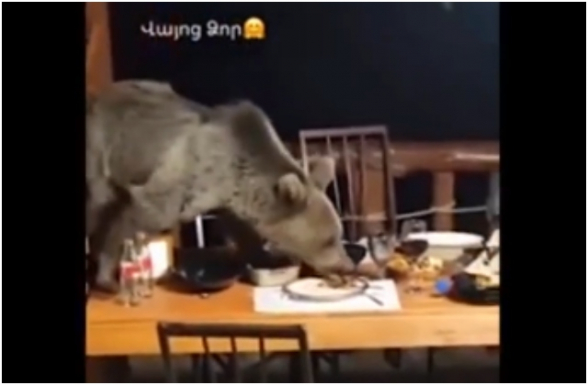 Վայոց ձորում արջն իջել է գյուղ և «միացել» ընթրիք անողներին